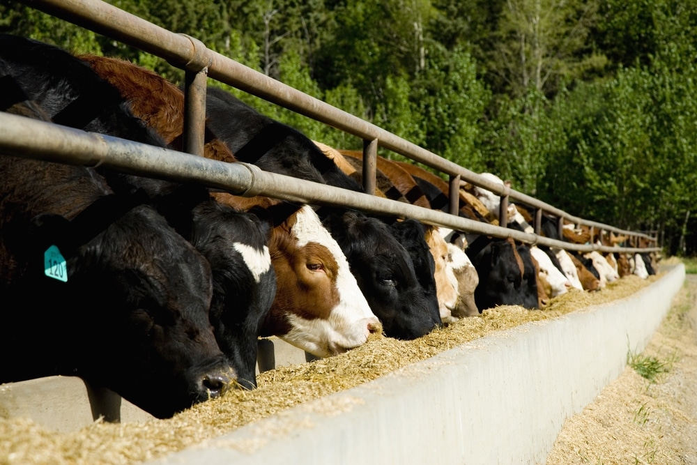 Animal Foods